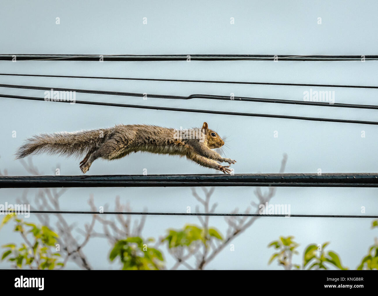 Squirrel fonctionnant sur un fil de téléphone Banque D'Images Squirrel fonctionnant sur un fil de téléphone Banque D'Images