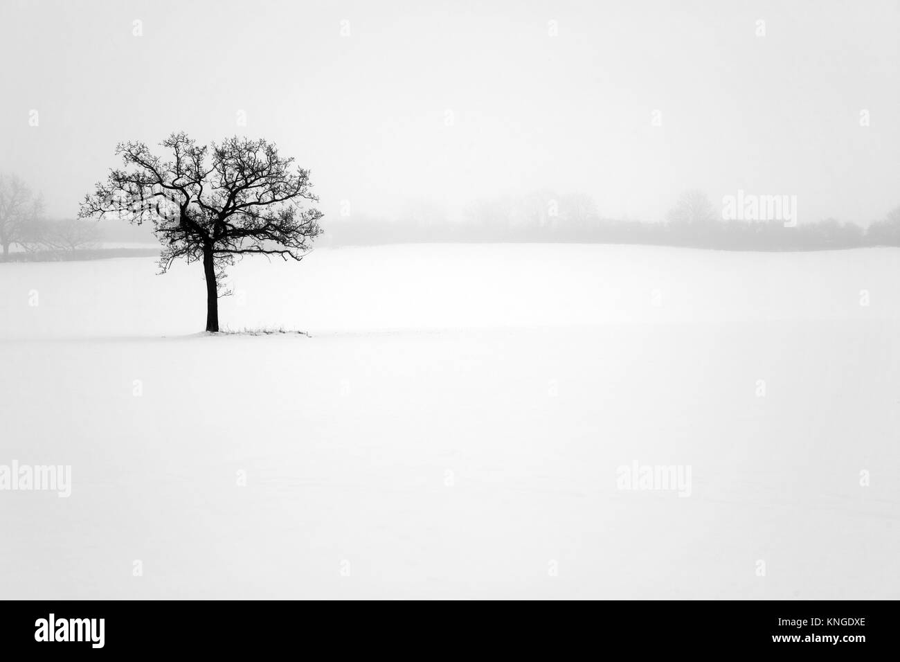 Noir et blanc neige scène rurale avec un grand arbre près de Stevington, Bedfordshure,Angleterre Banque D'Images