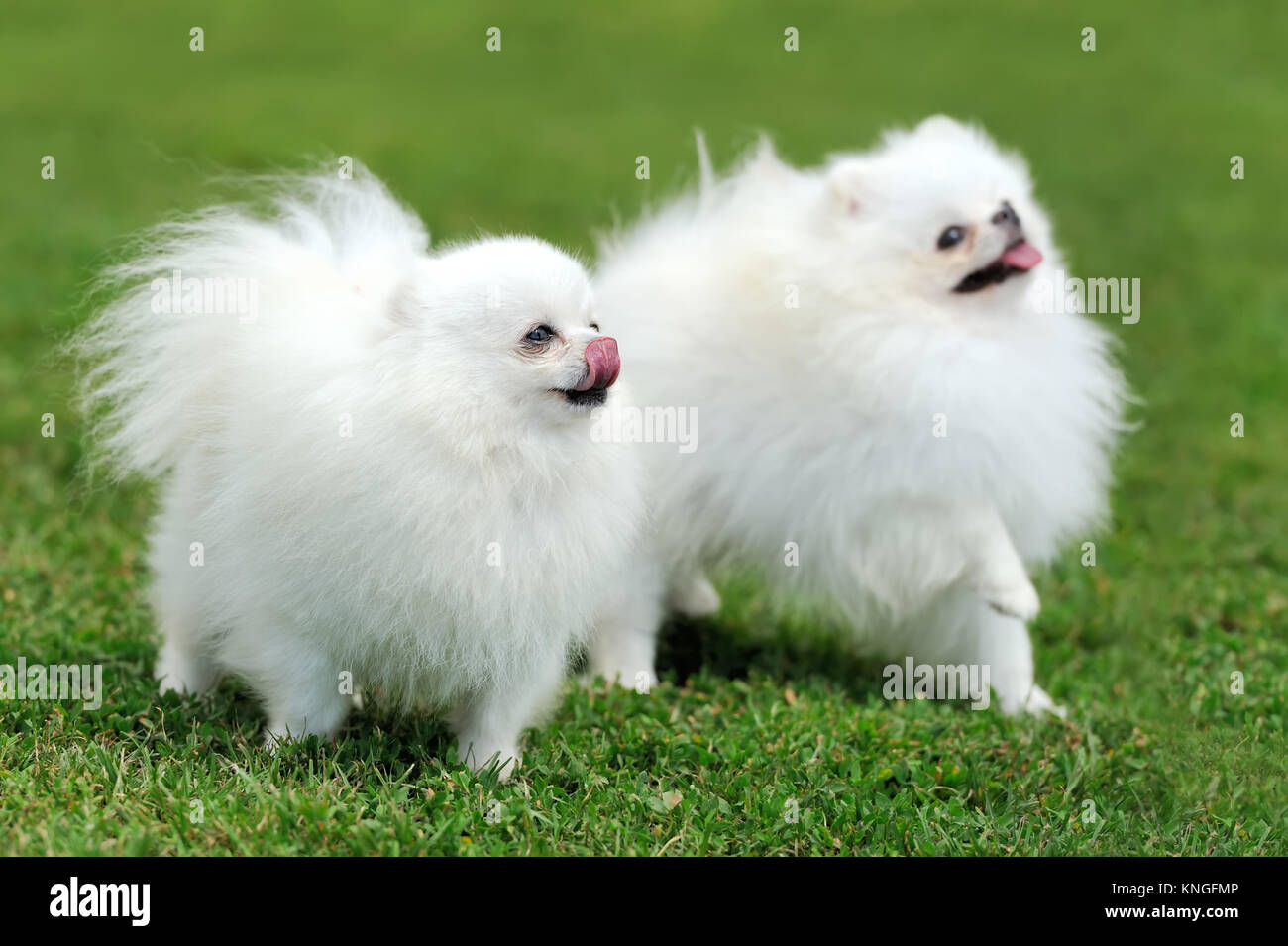 Fermer white chien pomeranian en vert de l'herbe d'été Banque D'Images