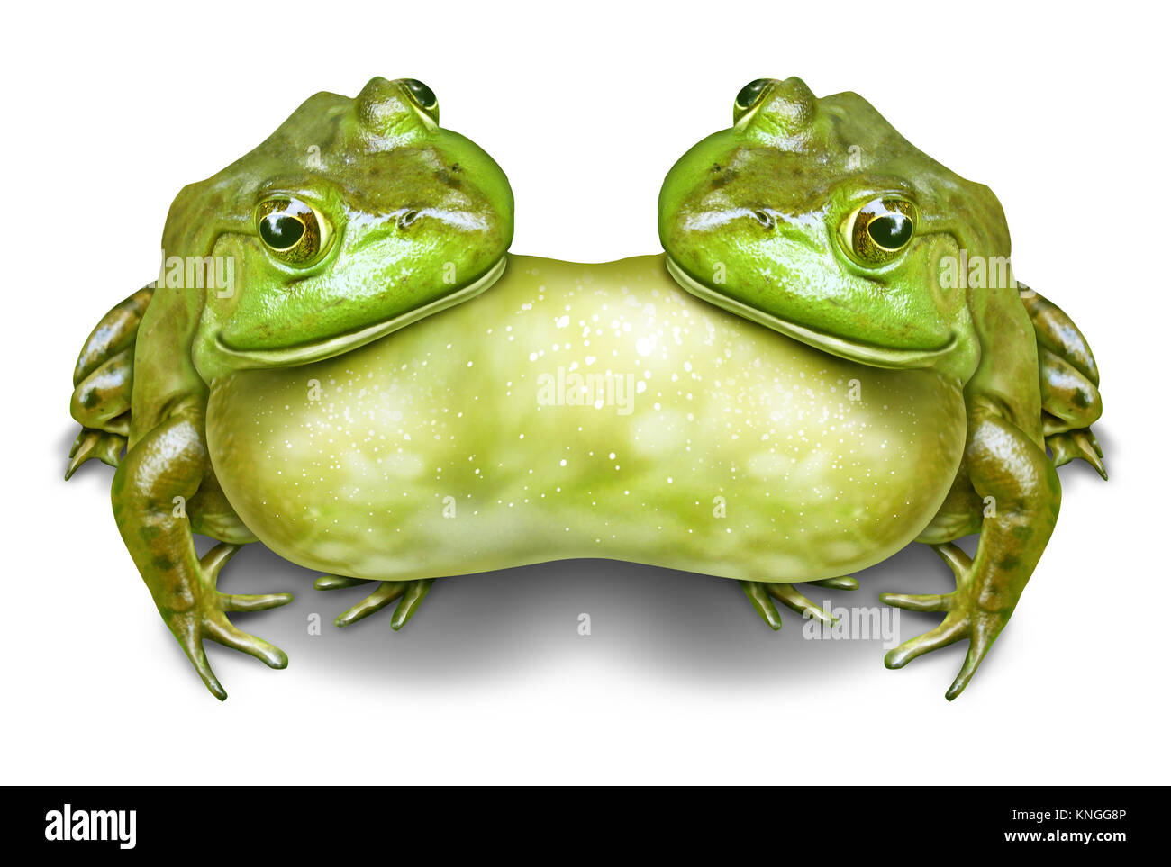 Jumeaux siamois ou lits jumeaux siamois comme symbole et fusionné deux grenouilles se sont unis comme une mutation dans la nature ou en raison de la pollution de l'irrégularité. Banque D'Images