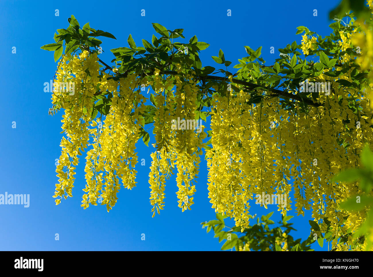 Laburnum x watereri vossii floraison dans un jardin en mai Englsh Banque D'Images