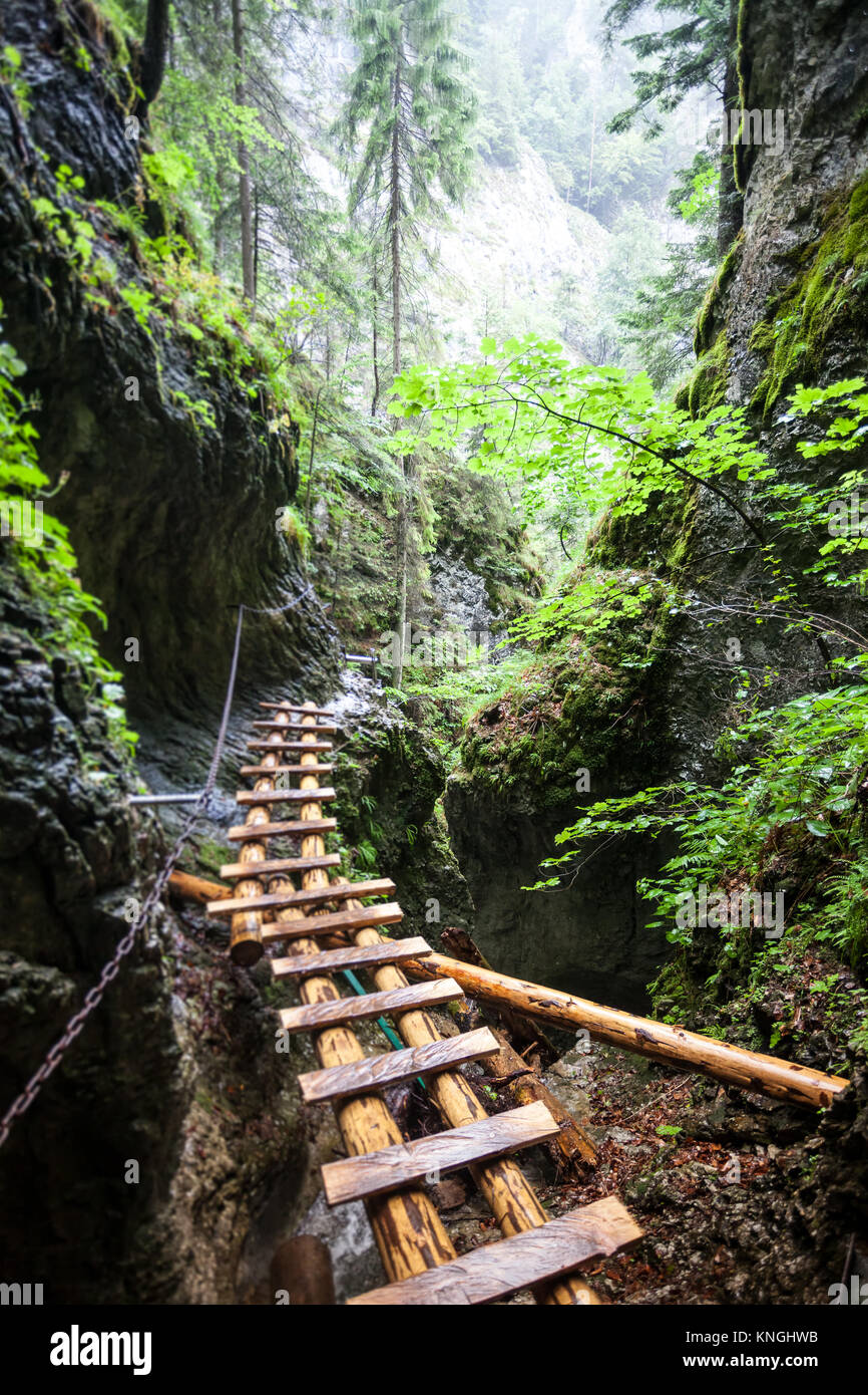 Vieux pont en bois abandonné en forêt tropicale Banque D'Images