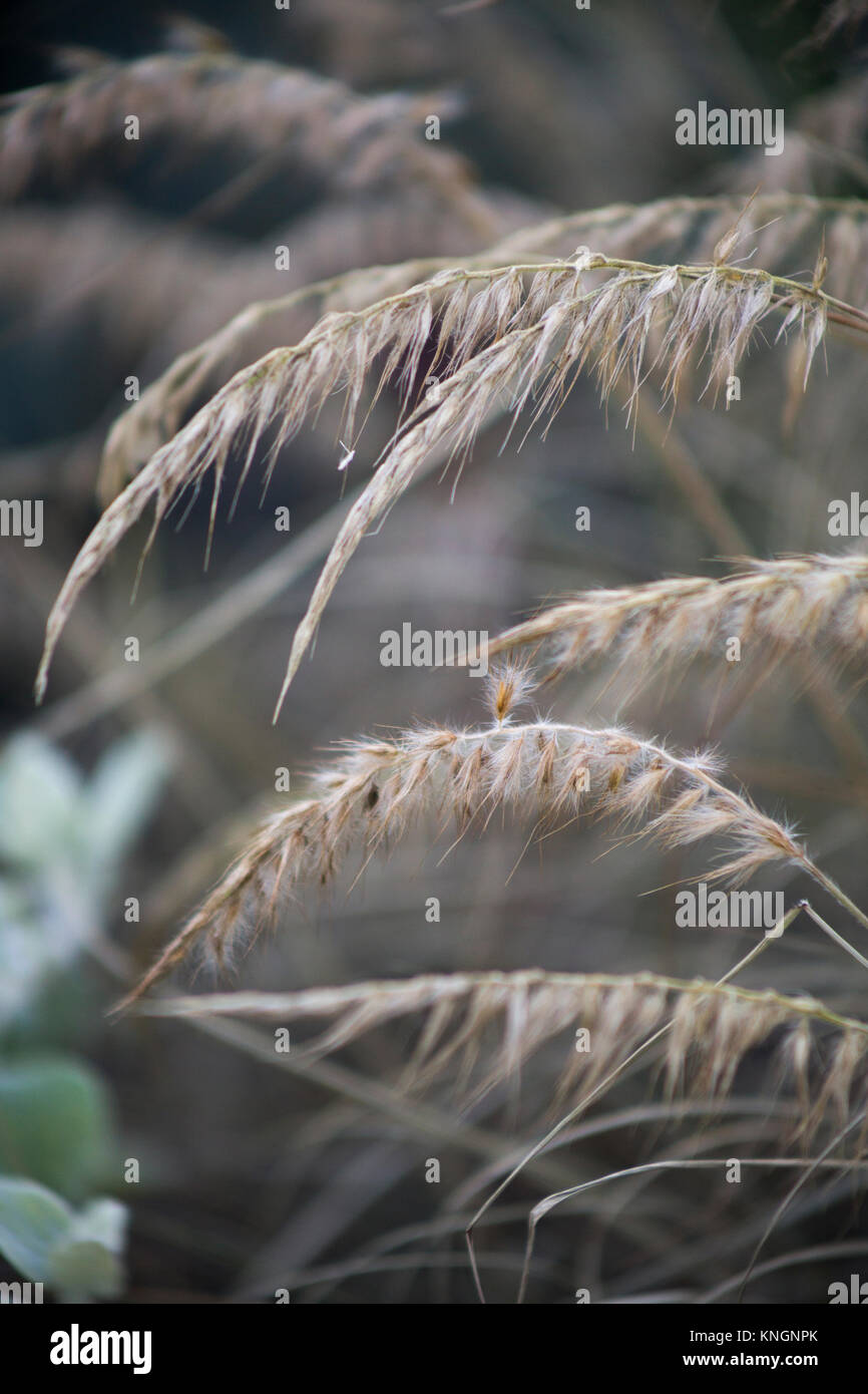 Pennisetum orientale Banque D'Images