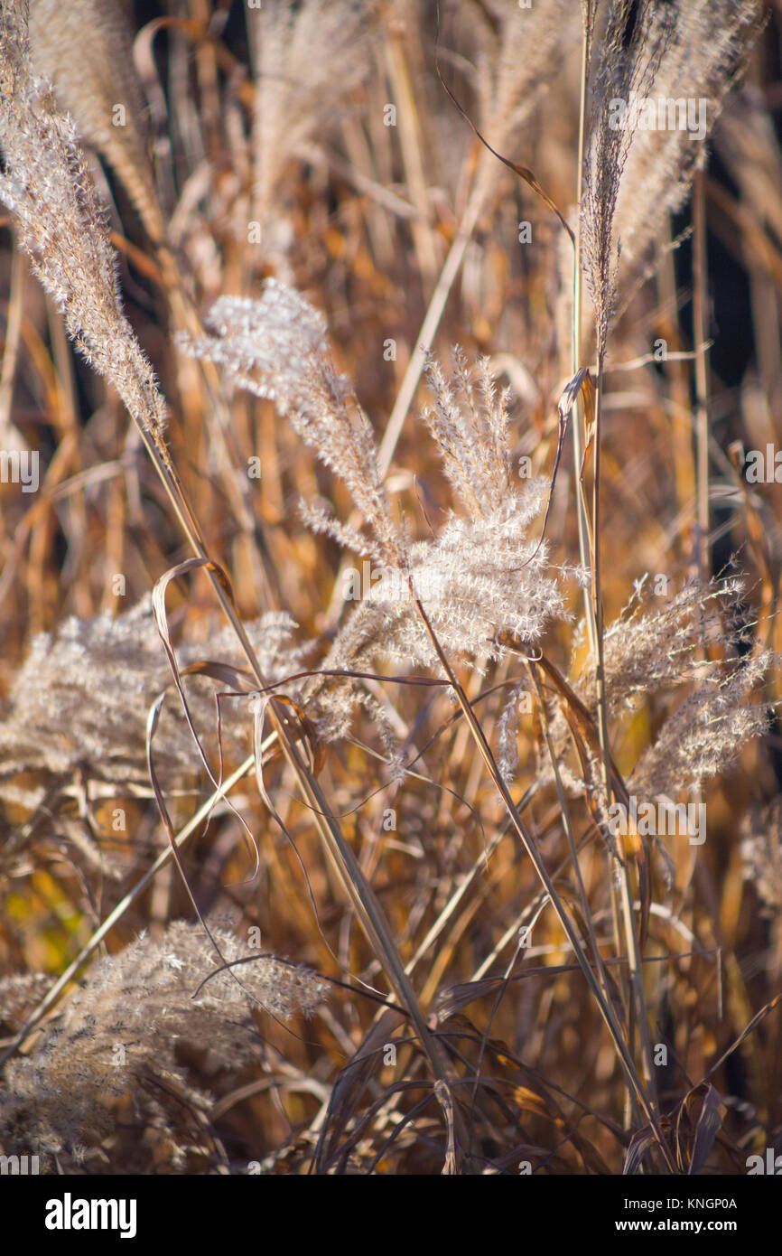 Miscanthus sinensis 'Zebrinus' Banque D'Images