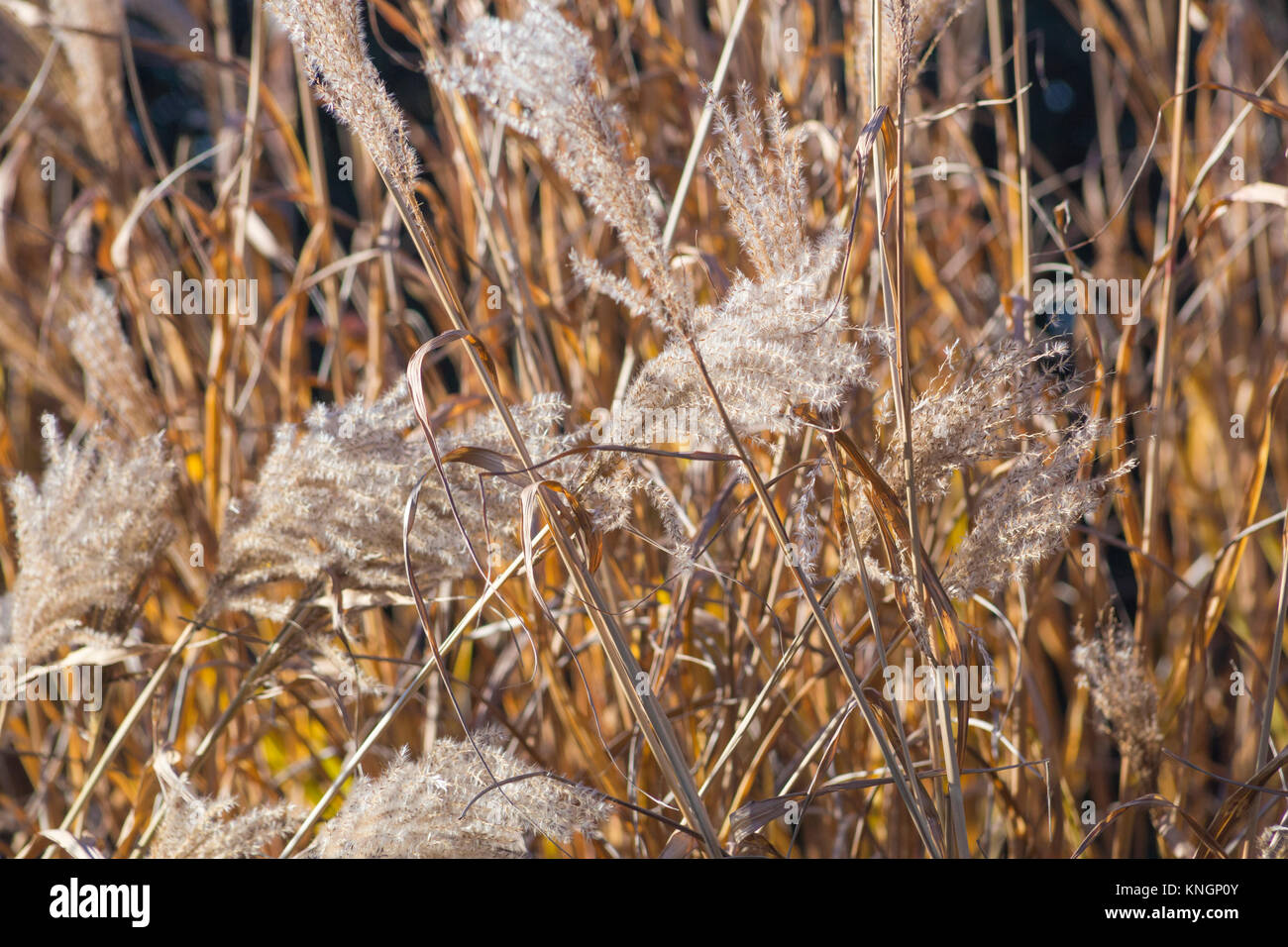 Miscanthus sinensis 'Zebrinus' Banque D'Images