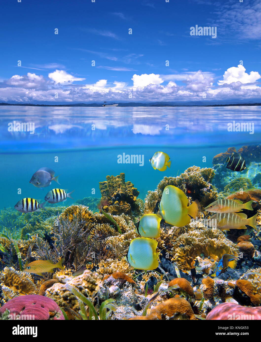 Sur et sous la mer avec ciel nuageux ciel bleu reflété sur l'eau en surface et sous un récif de corail colorés de poissons tropicaux Banque D'Images