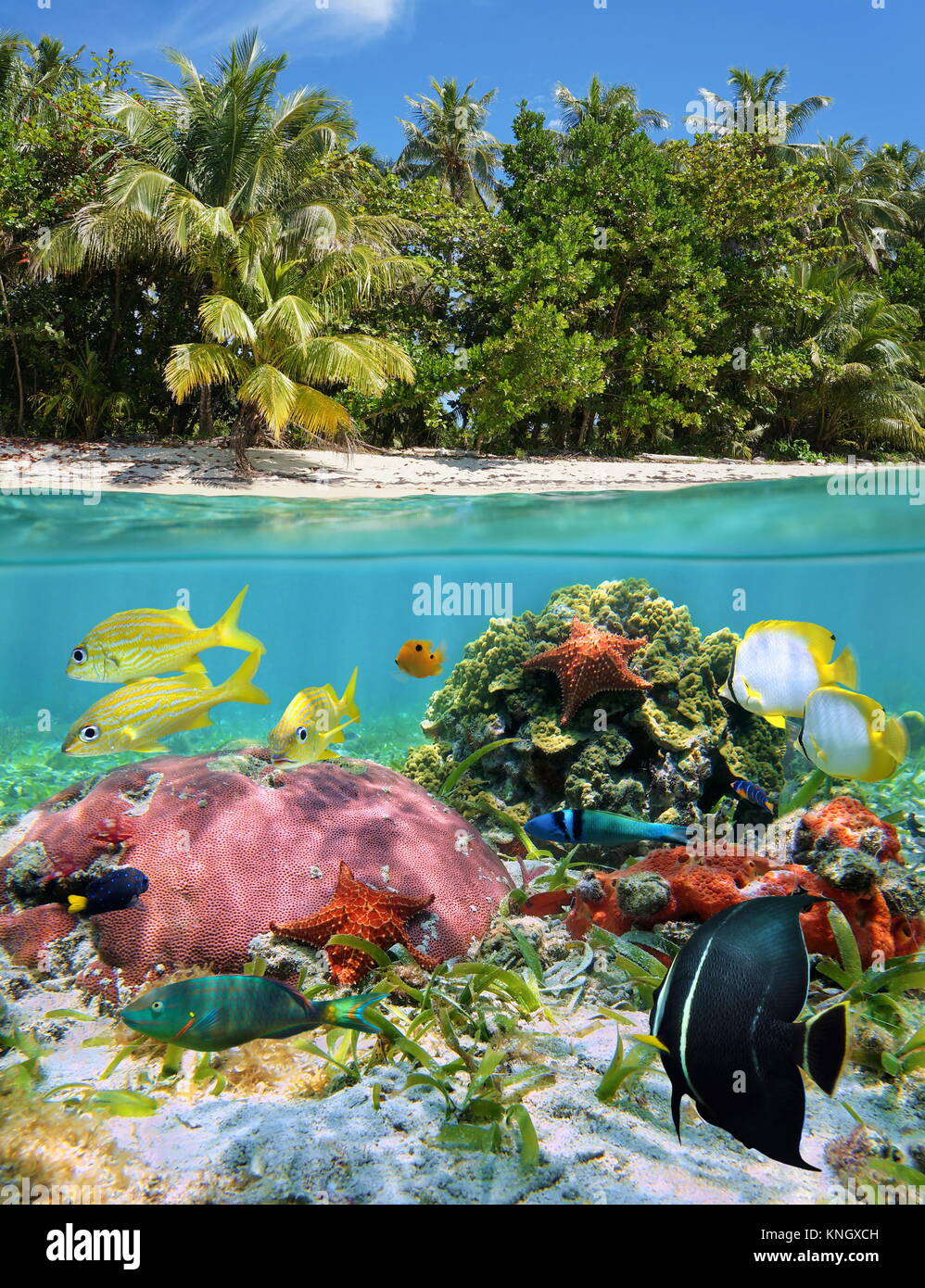 Vue fractionnée sur et sous la surface de la mer côte plage tropicale et vie marine colorée sous l'eau, mer des Caraïbes Banque D'Images