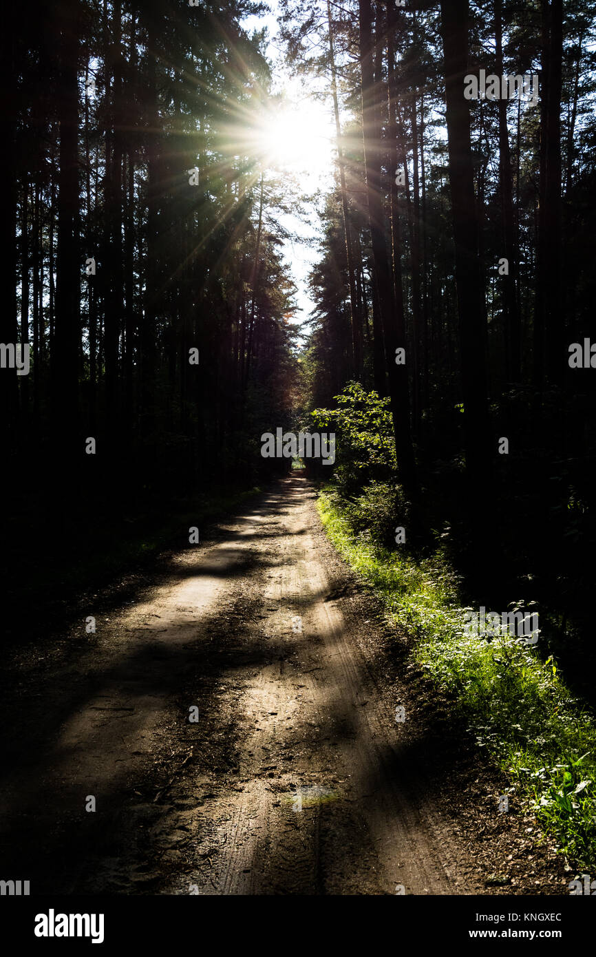 Le chemin à travers le bois des contes de fées avec ombres espiègles. Silhouettes Sombres de troncs d'arbres le long du chemin forestier à la lumière du soleil. Banque D'Images