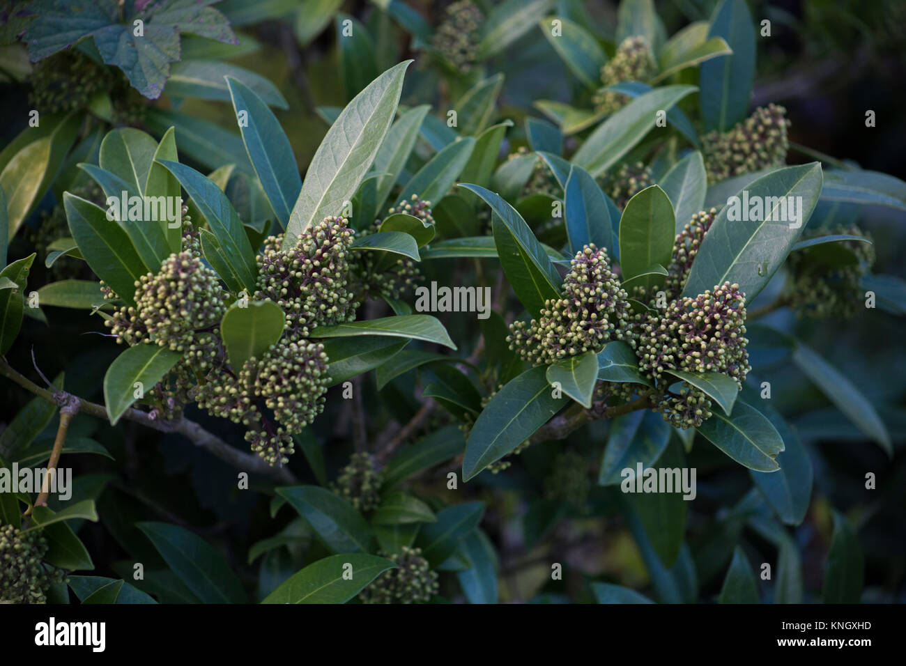 Caryopteris x confusa 'Kew Green' Banque D'Images