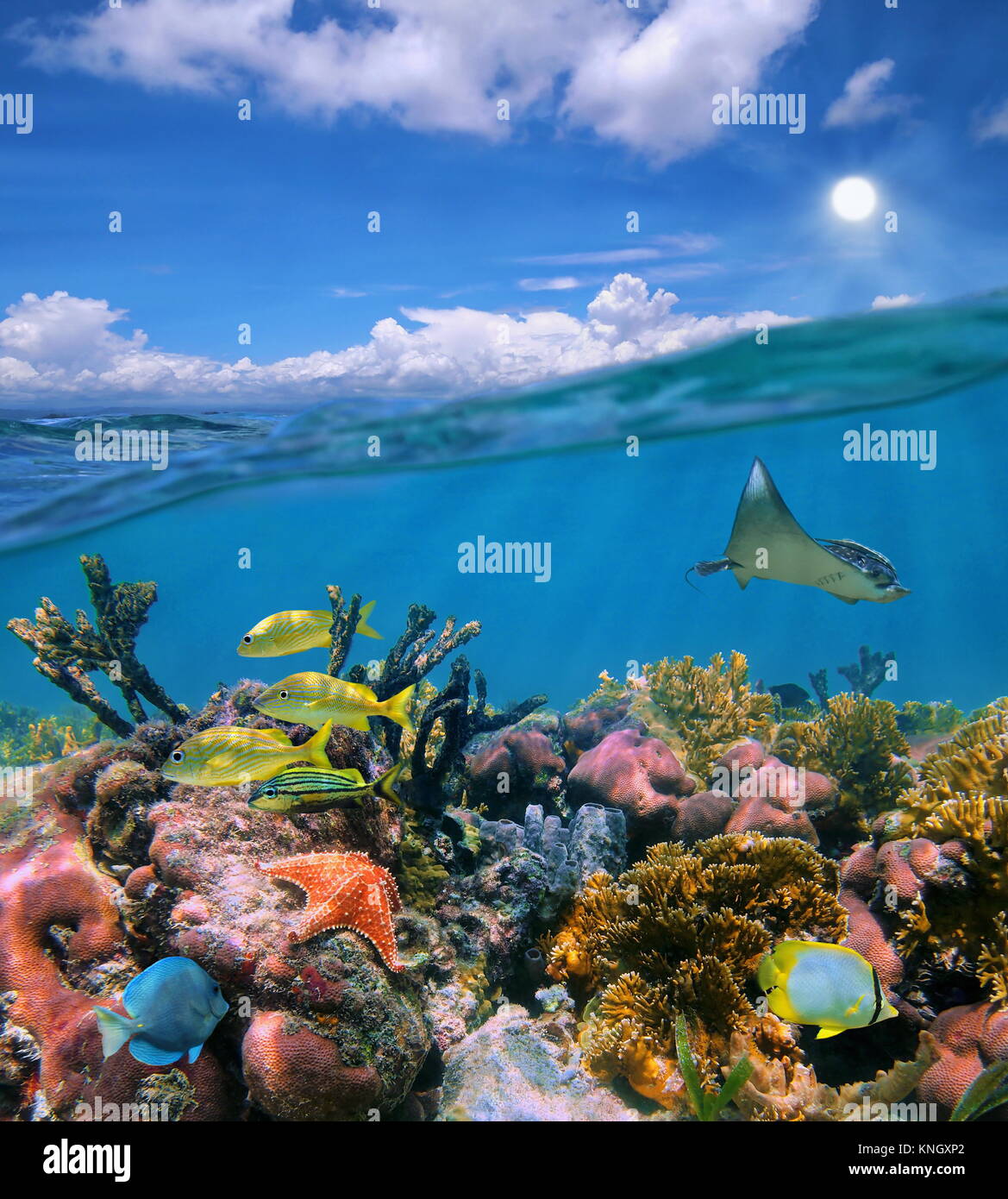 Seascape sur et sous la surface de la mer, ciel nuageux ciel bleu et coloré avec des récifs coralliens de la vie sous-marine, mer des Caraïbes Banque D'Images