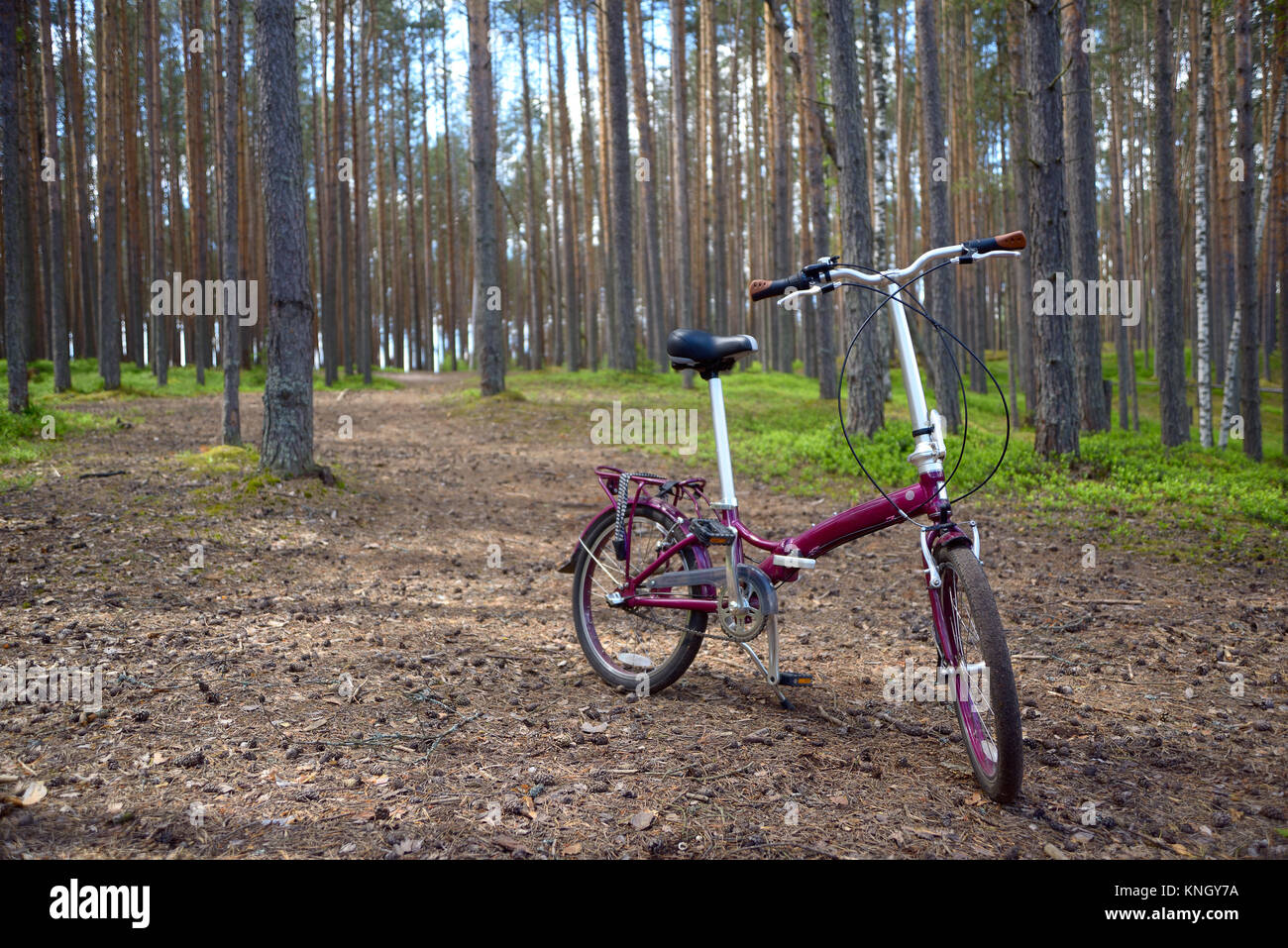 Vélo pliant rouge claret est debout sur les aiguilles dans une forêt de pins Banque D'Images