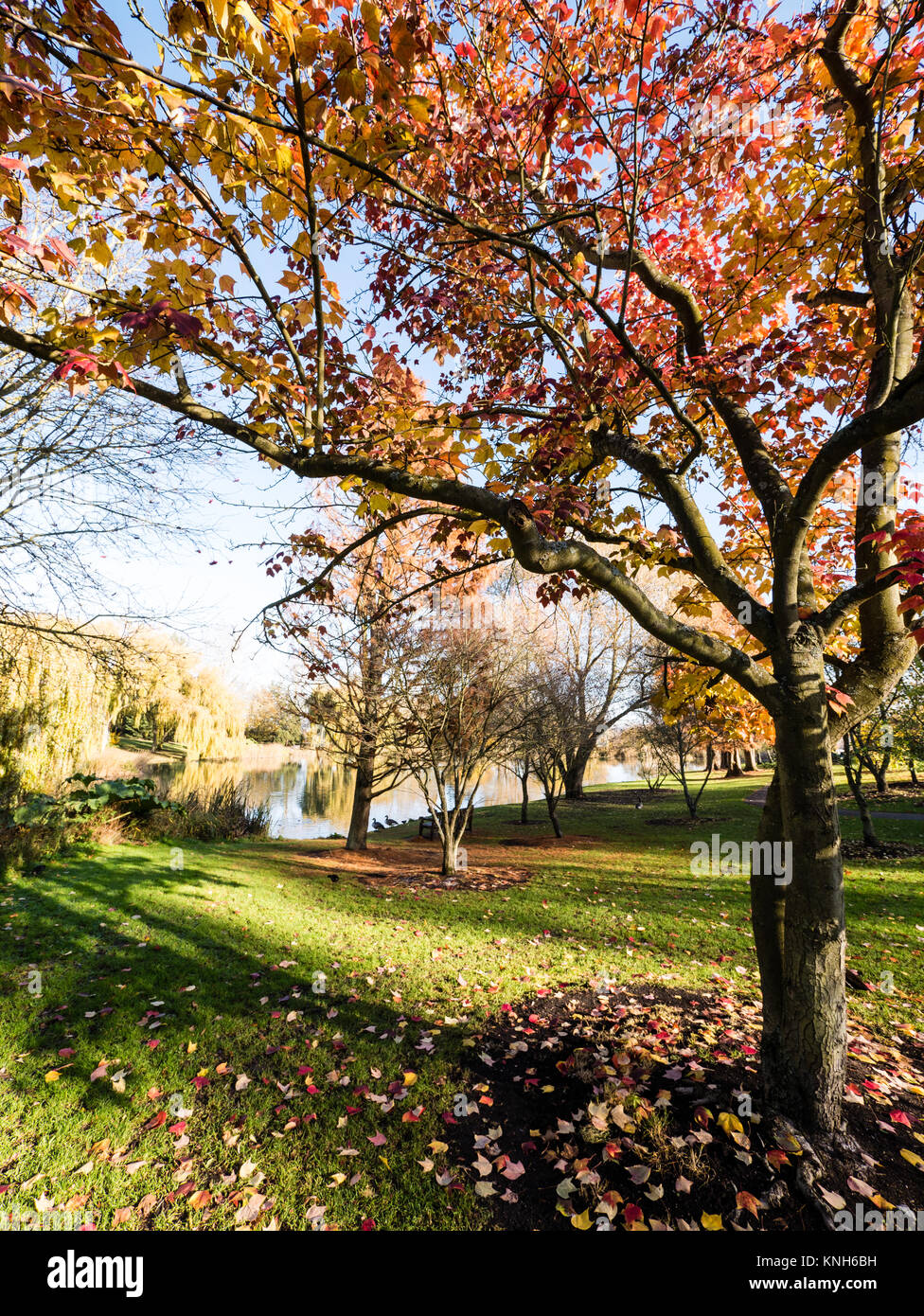 Les arbres d'automne, université, Université de Surrey, Guildford, Surrey, Angleterre, RU, FR. Banque D'Images