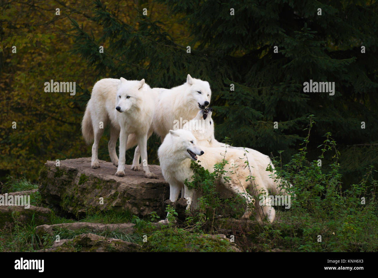Quatre loups arctiques se tenant ensemble sur un rocher devant un hurlement social - Canis lupus arctos Banque D'Images