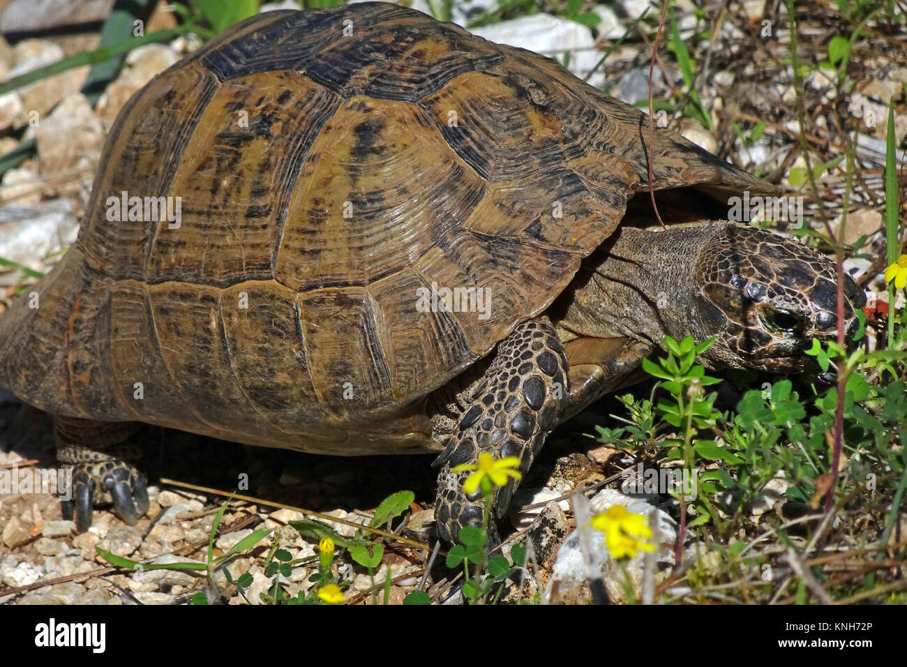 Spur-thighed tortoise ou tortue grecque (Testudo graeca) à la colline du château, la liste rouge de l'UICN, Alanya, Turkish riviera, Turquie Banque D'Images