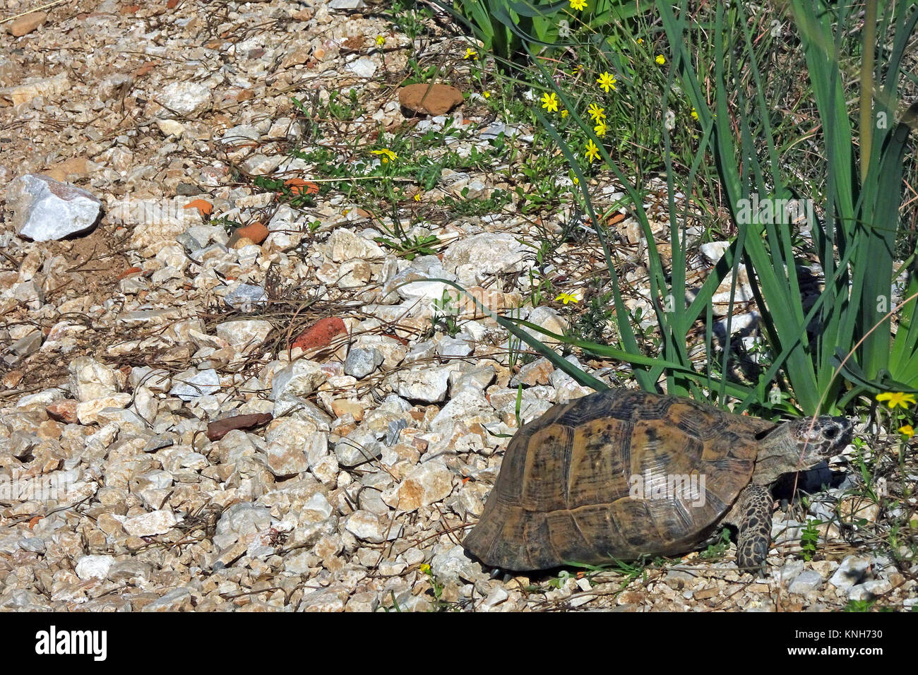 Spur-thighed tortoise ou tortue grecque (Testudo graeca) à la colline du château, la liste rouge de l'UICN, Alanya, Turkish riviera, Turquie Banque D'Images