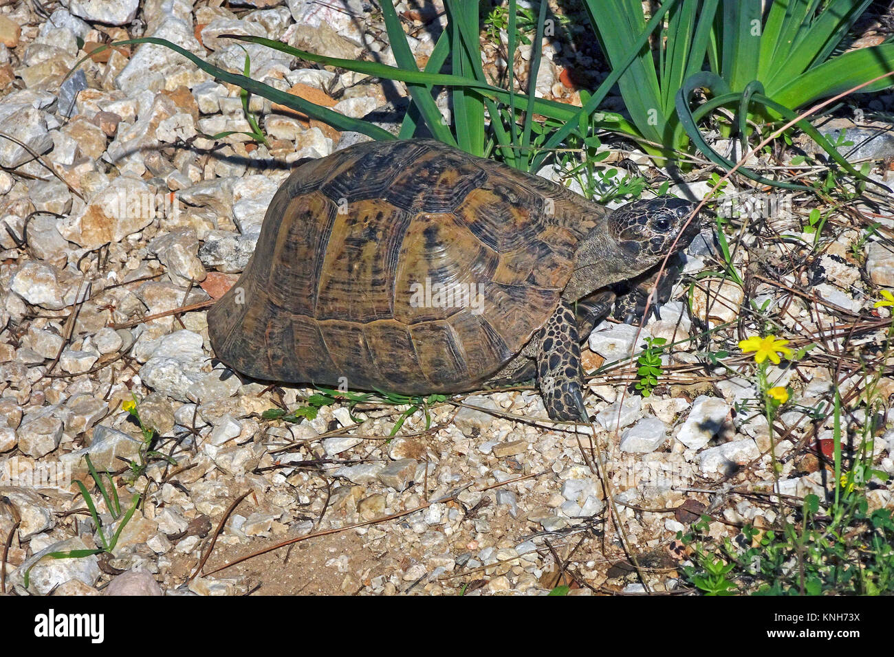 Spur-thighed tortoise ou tortue grecque (Testudo graeca) à la colline du château, la liste rouge de l'UICN, Alanya, Turkish riviera, Turquie Banque D'Images