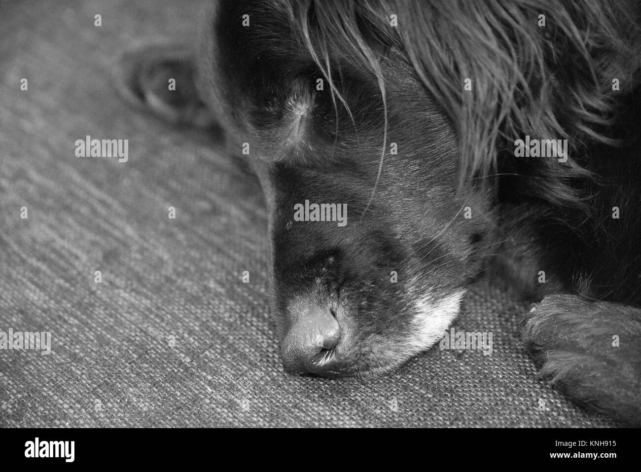 Chien à un œil dormant sur un canapé. Banque D'Images