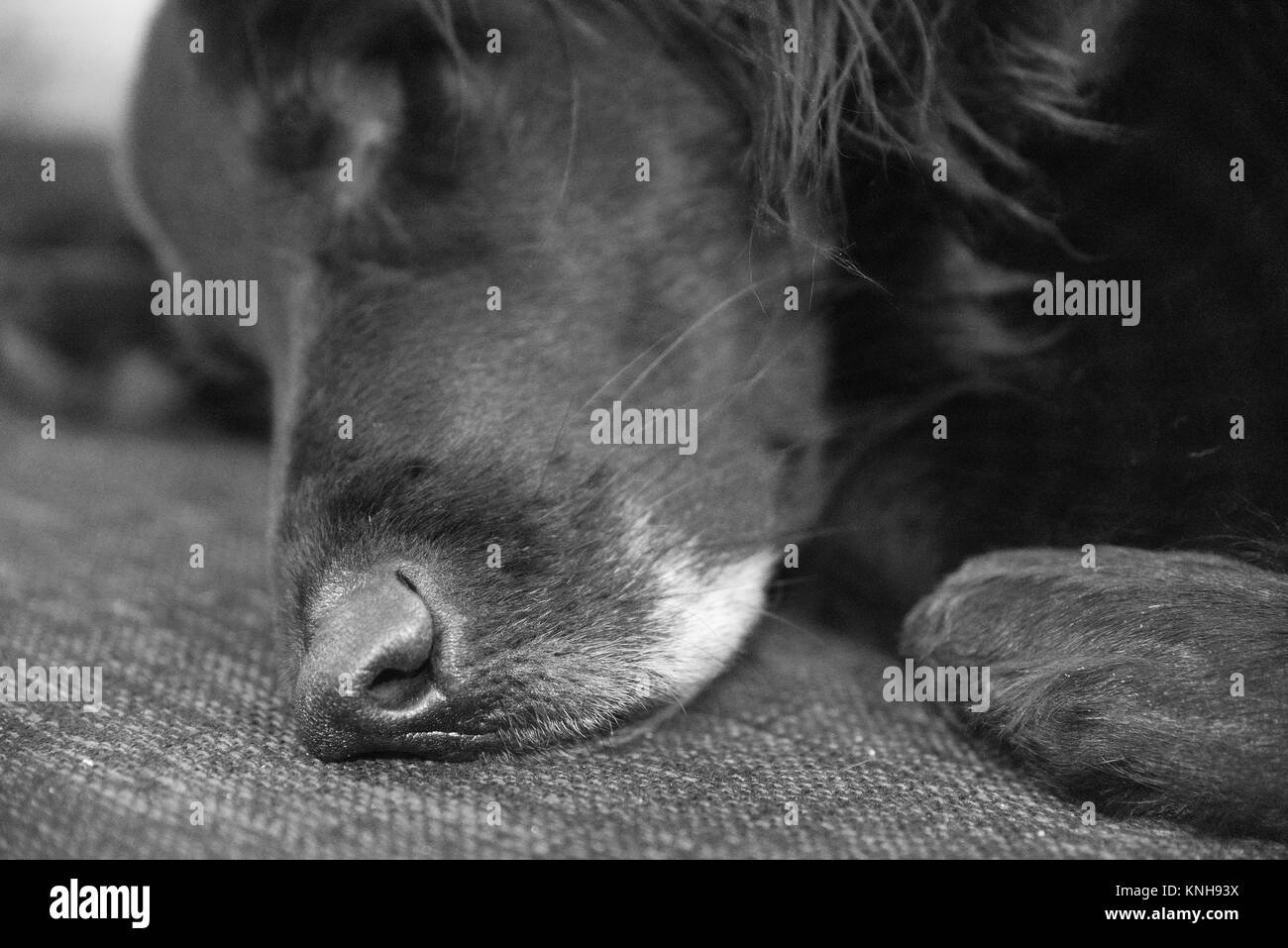 Chien à un œil dormant sur un canapé. Banque D'Images