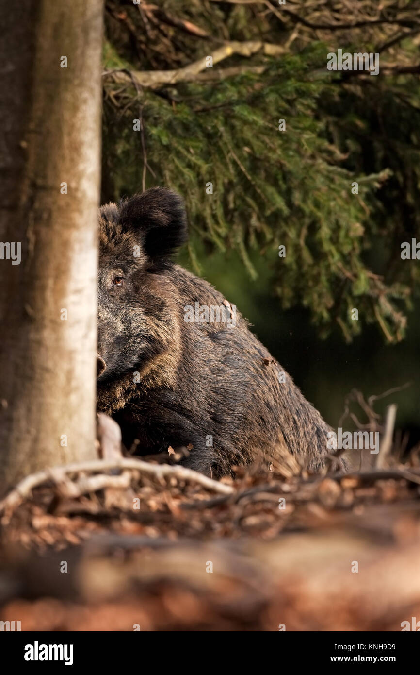 Sanglier, sus scrofa, République Tchèque Banque D'Images