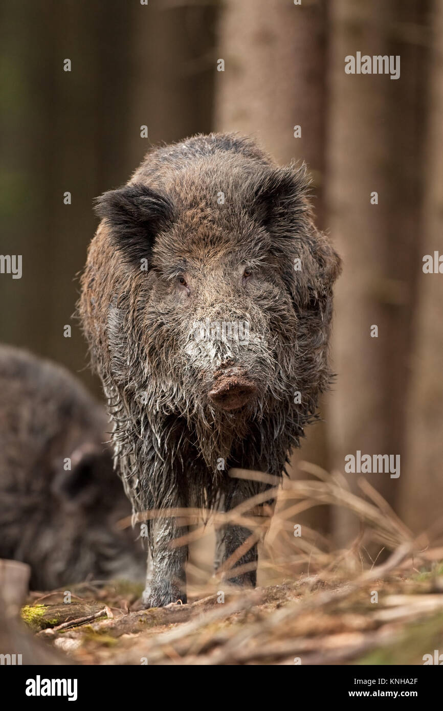 Sanglier, sus scrofa, République Tchèque Banque D'Images