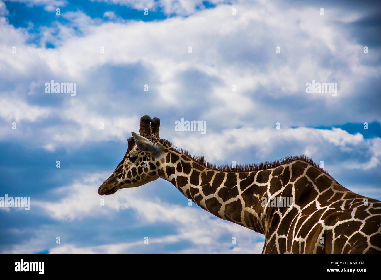 Girafe dans un paysage nuageux Banque D'Images