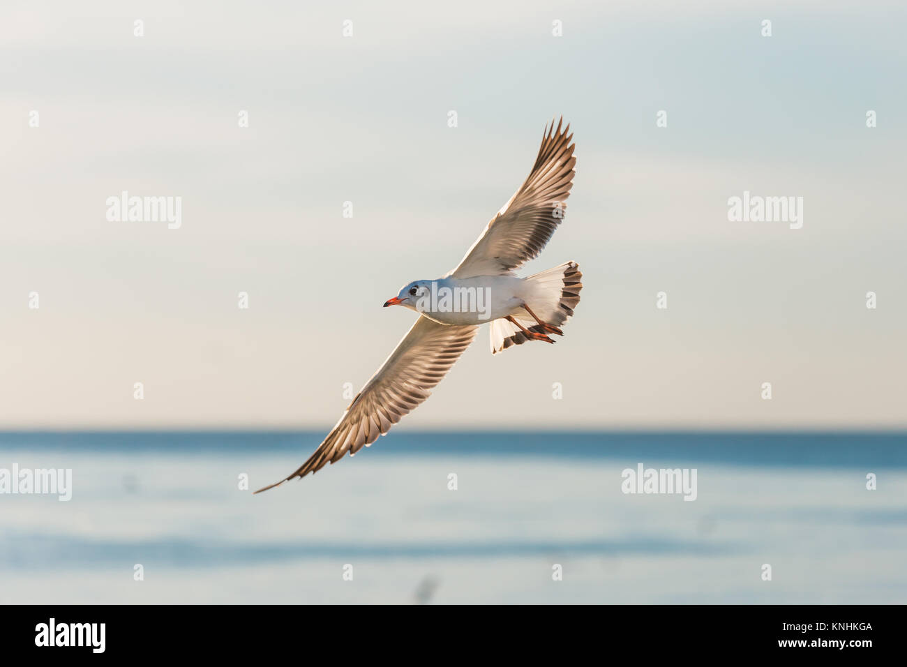 Mouette survolant la mer plage sunrise à Bangpu, Samutprakarn province de Thaïlande. Les mouettes viennent à Bangpu chaque saison d'hiver. Banque D'Images