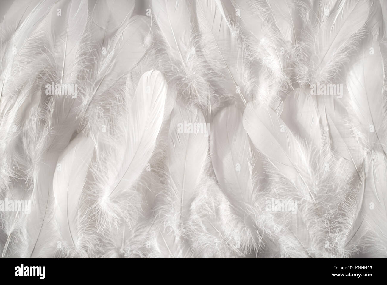 Les plumes blanches background, close-up de l'image plein cadre de contour  blanc neige fourrure composée de plumes tapis doux, vu du dessus Photo  Stock - Alamy