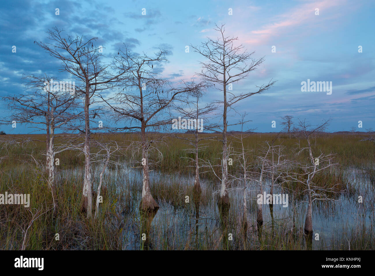 Cyprès nain le Parc National des Everglades, Florida, USA Banque D'Images