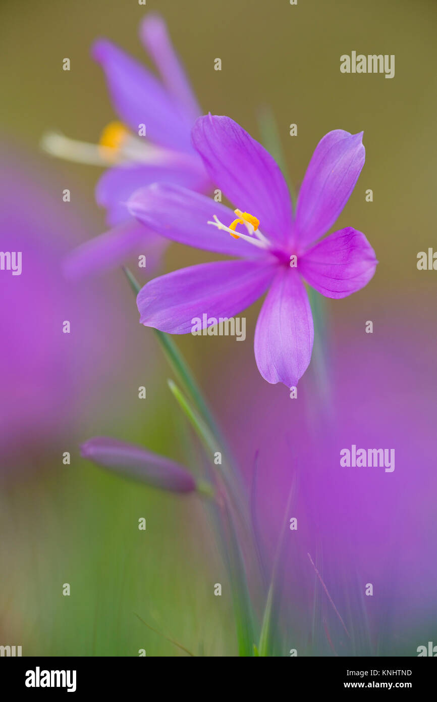 Grass Widow (Sisyrinchium douglaii), dans la gorge du Columbia, Washington, États-Unis Banque D'Images