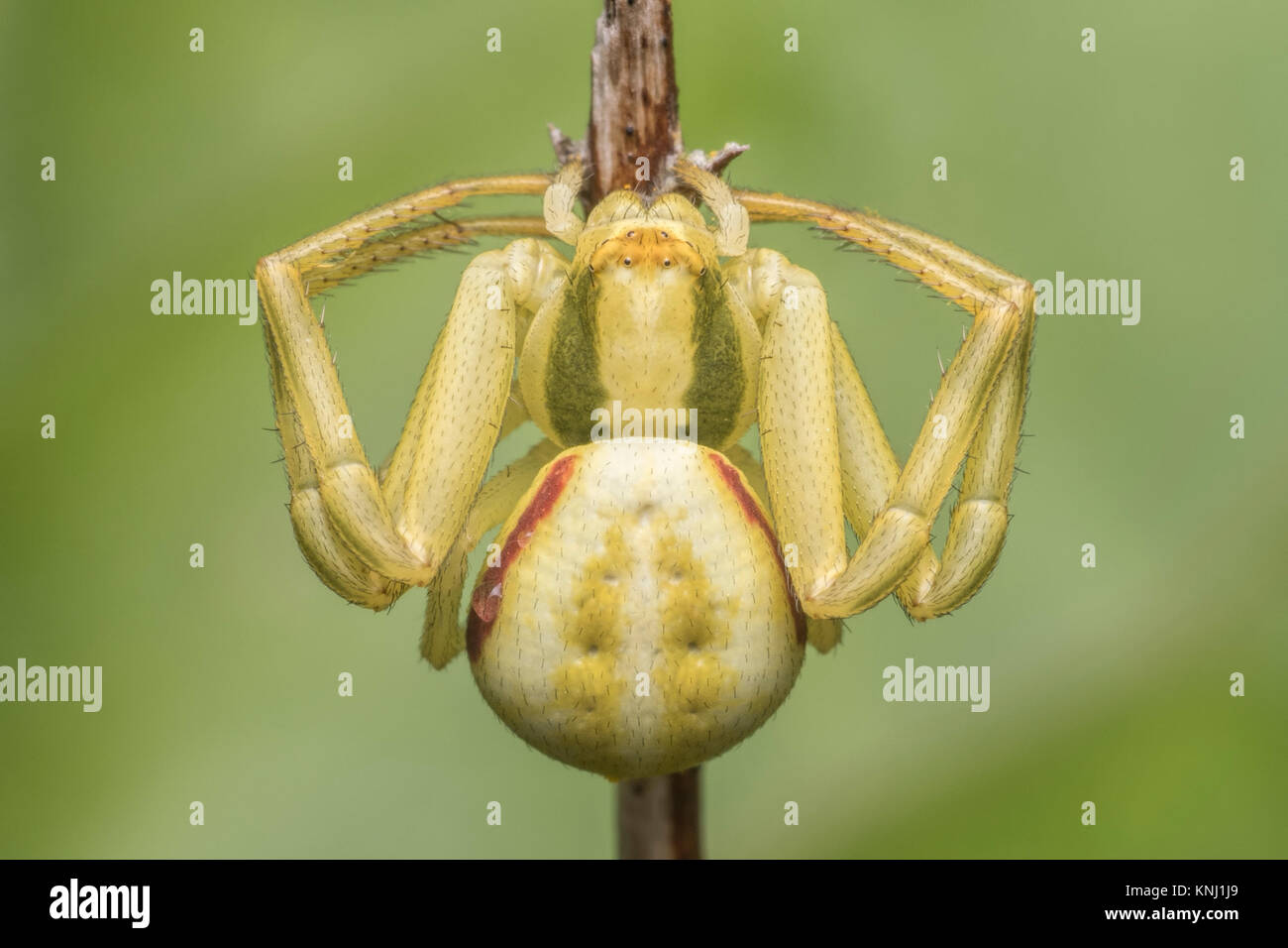 Araignée crabe (Misumena vatia) au repos sur une tige de la plante. Cahir, Tipperary, Irlande. Banque D'Images