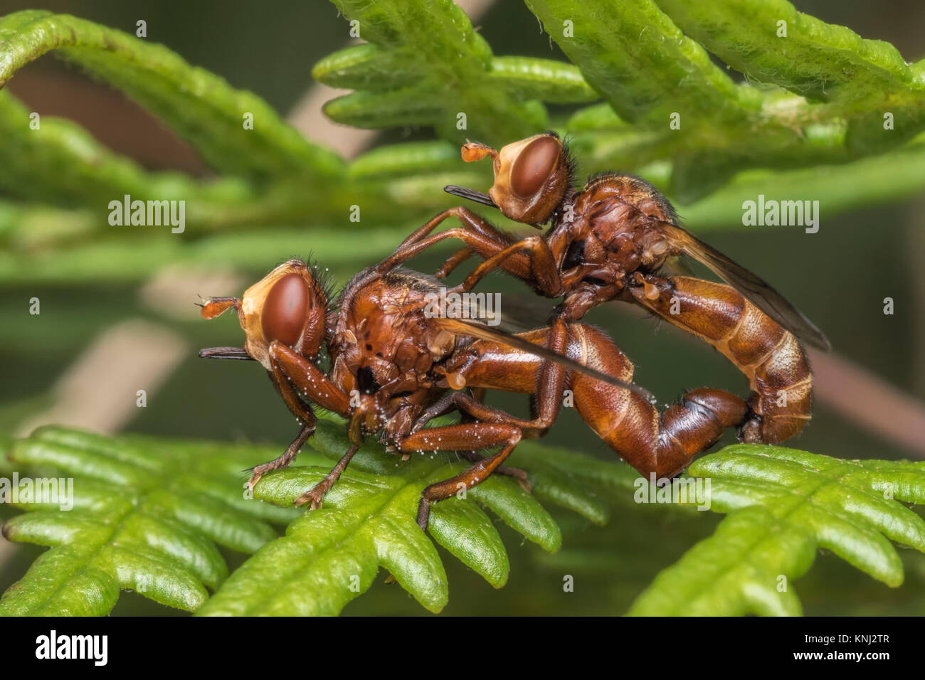 Les mouches (Sicus Conopid ferrugineus) l'accouplement sur une fougère en bois. Cahir, Tipperary, Irlande. Banque D'Images