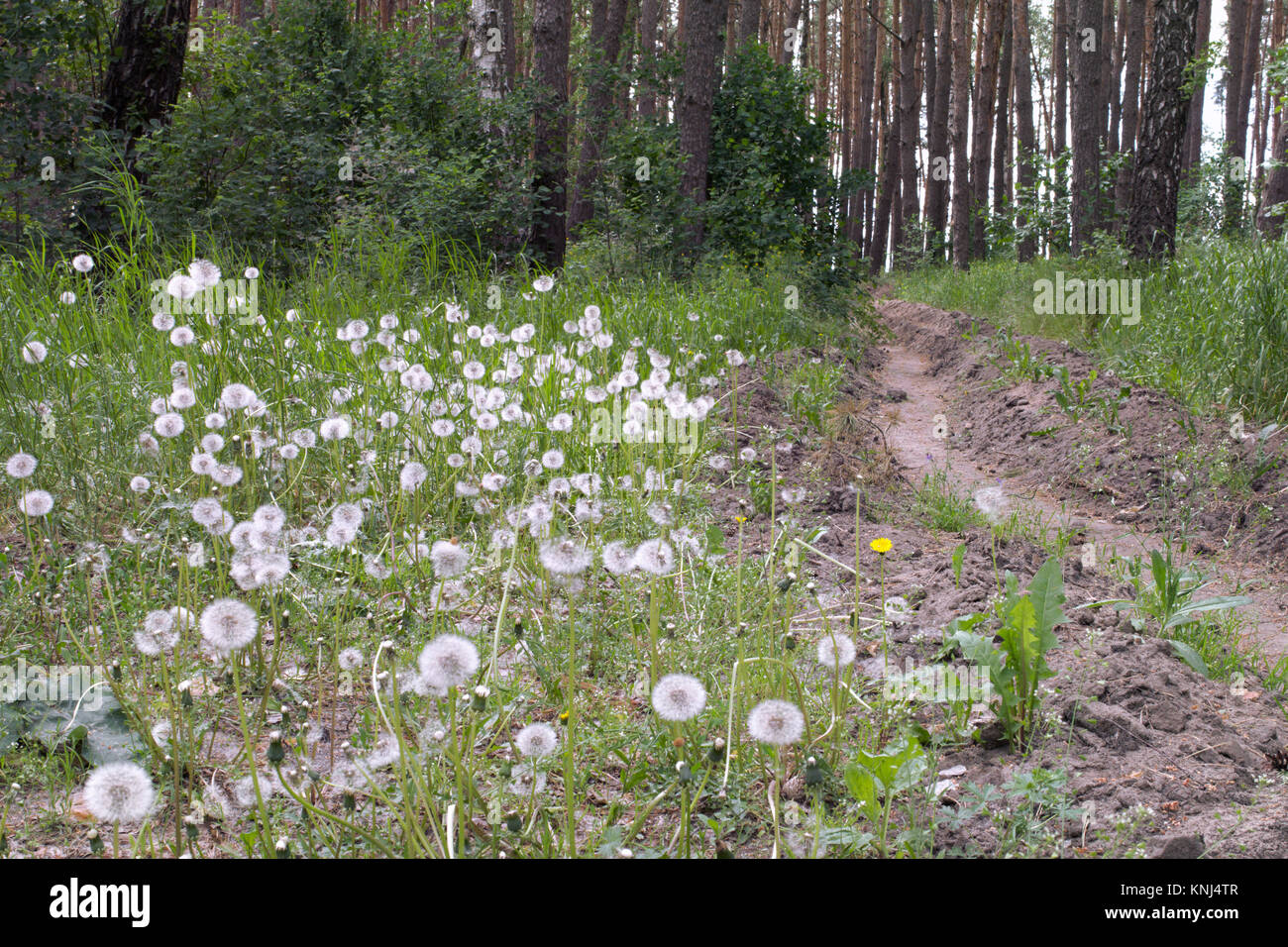 Pissenlits blancs matures sur le bord de la forêt tranchée pour prévenir la propagation de l'incendie Banque D'Images