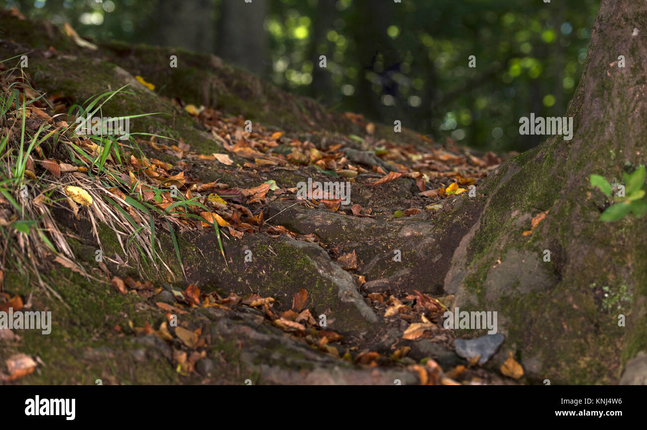 Racine de l'arbre à l'automne Banque D'Images Racine de l'arbre à l'automne Banque D'Images