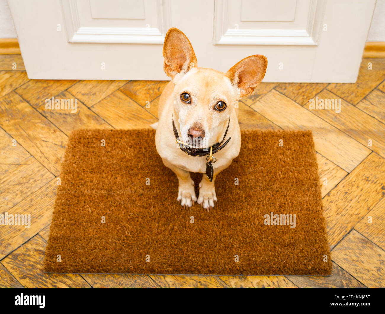 Poidenco en attente de propriétaire de chien à jouer et d'aller marcher sur le tapis de la porte d'entrée porte d'accueil ,derrière Banque D'Images
