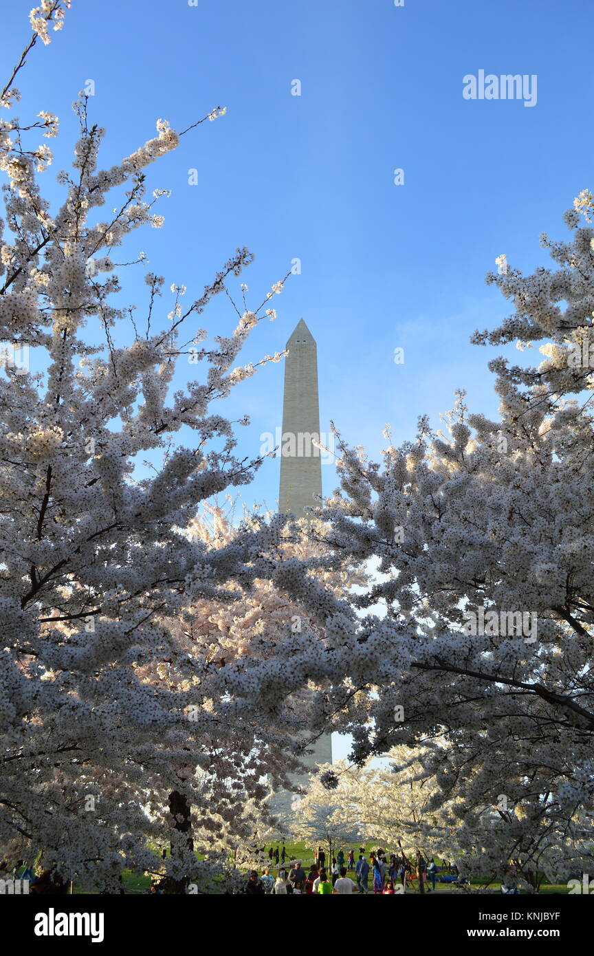 Washignton DC, Columbia, États-Unis - 11 Avril 2015 : Washington-DC-Monument-cherry-blossom Banque D'Images