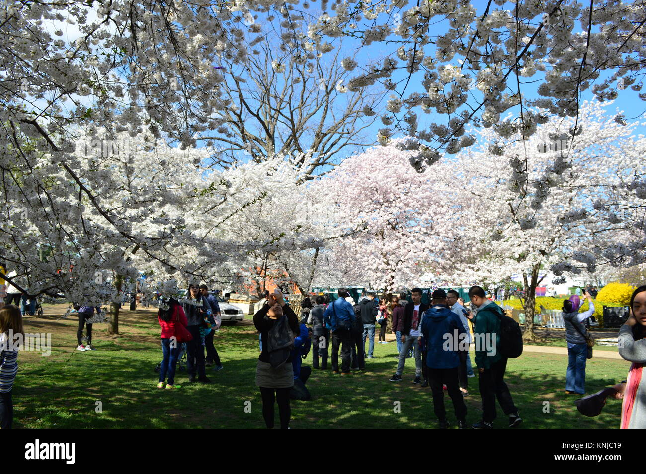 Washignton DC, Columbia, États-Unis - 11 Avril 2015 : La saison des cerisiers en fleur dans la région de Washington D.C. Banque D'Images