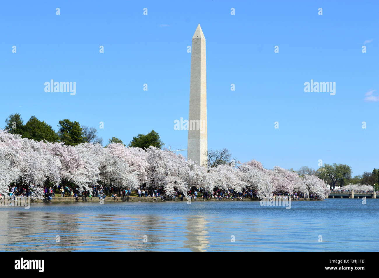 Washington DC, Columbia, États-Unis - 11 Avril 2015 : Washington-DC-Monument-cherry-blossom Banque D'Images