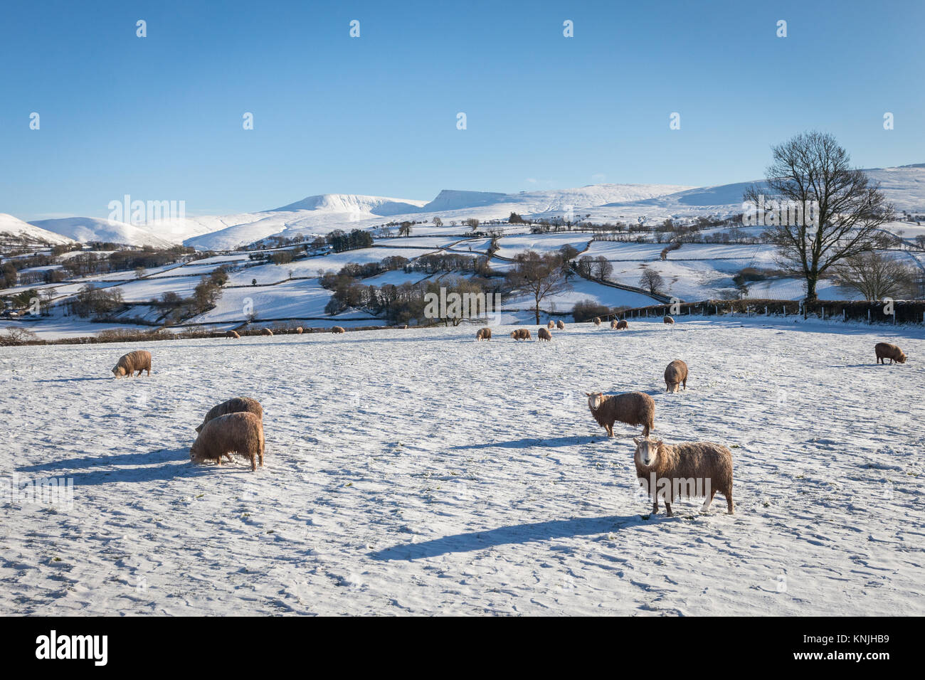 La tour de Paxton. UK. 11 Décembre, 2017. Moutons dans un paysage de neige dans l'ouest du parc national de Brecon Beacons, le Pays de Galles a appelé crédit : Buckley/Alamy Live News Banque D'Images