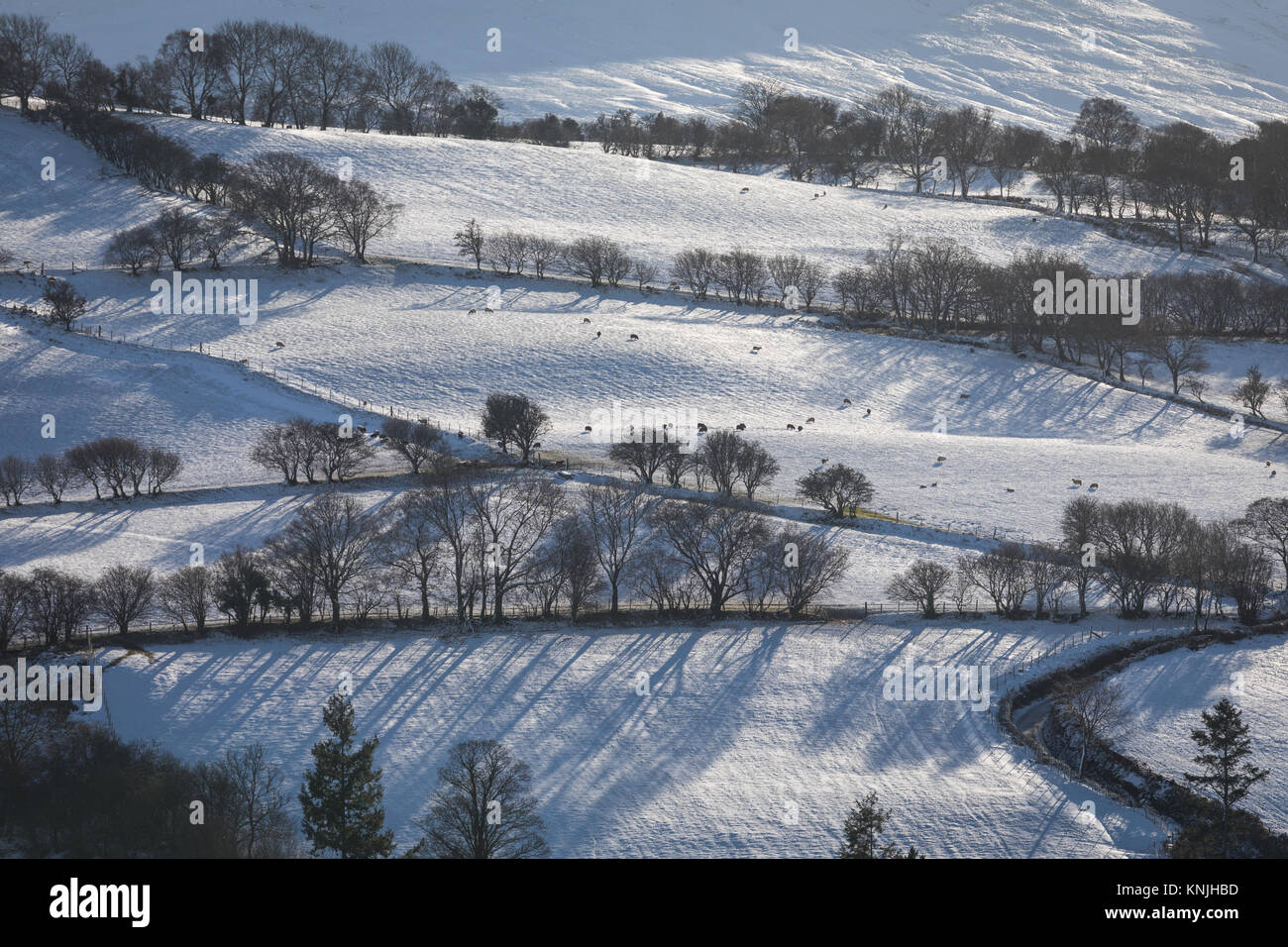 La tour de Paxton. UK. 11 Décembre, 2017. Stark arbres dans un paysage enneigé. Brecon Beacons National Park de l'Ouest, le Pays de Galles a appelé crédit : Buckley/Alamy Live News Banque D'Images