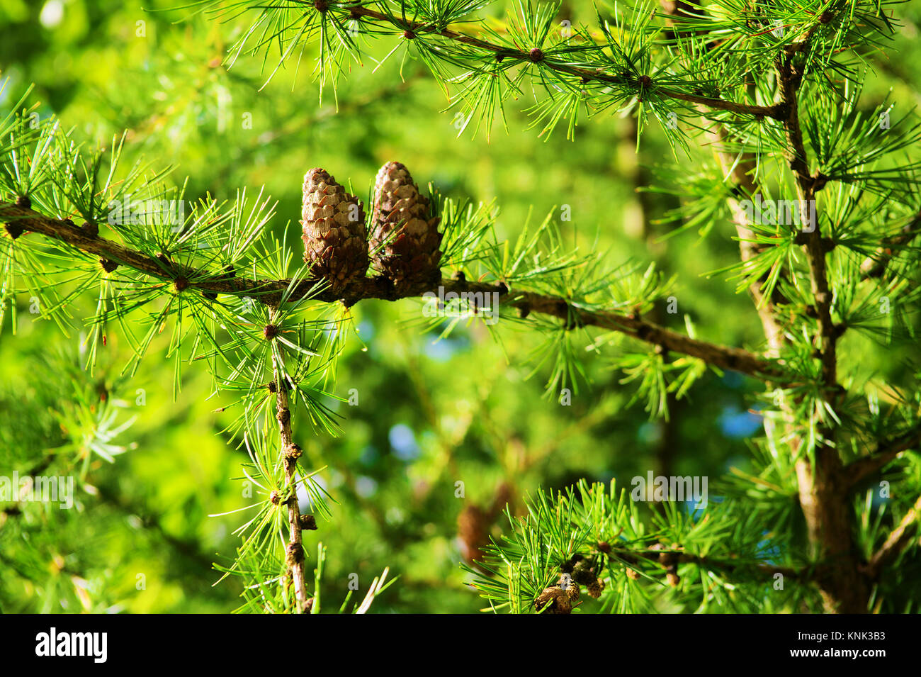 Cônes de mélèze. Mélèze d'Europe Larix decidua Mill branches avec des cônes et le feuillage des arbres dans la forêt de mélèzes. . L'Owl montagnes, la Pologne. Banque D'Images