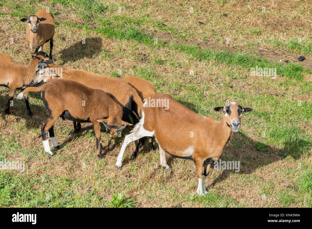 Cameroun moutons sur la prairie Banque D'Images
