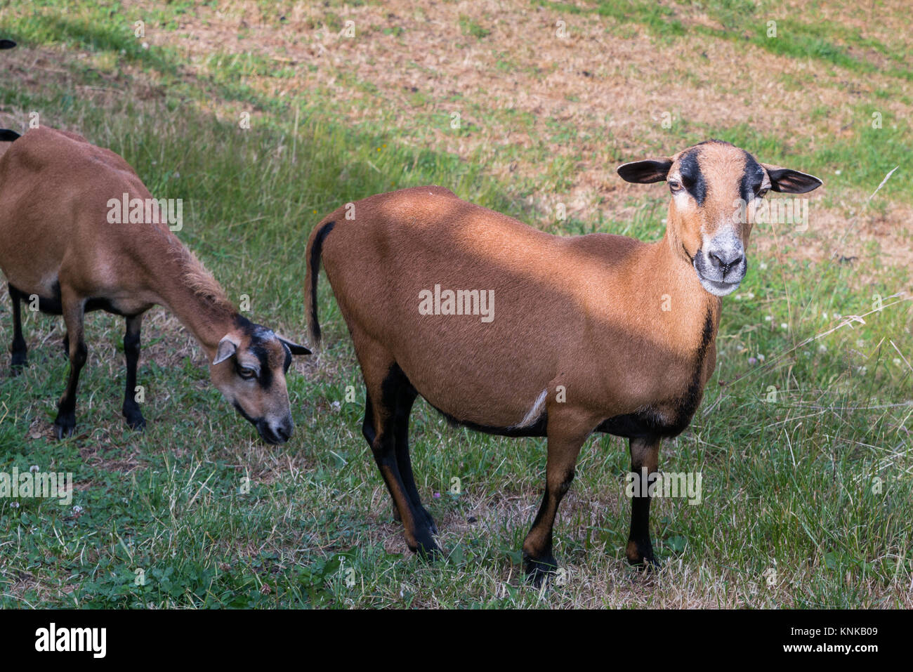 Cameroun moutons sur la prairie Banque D'Images