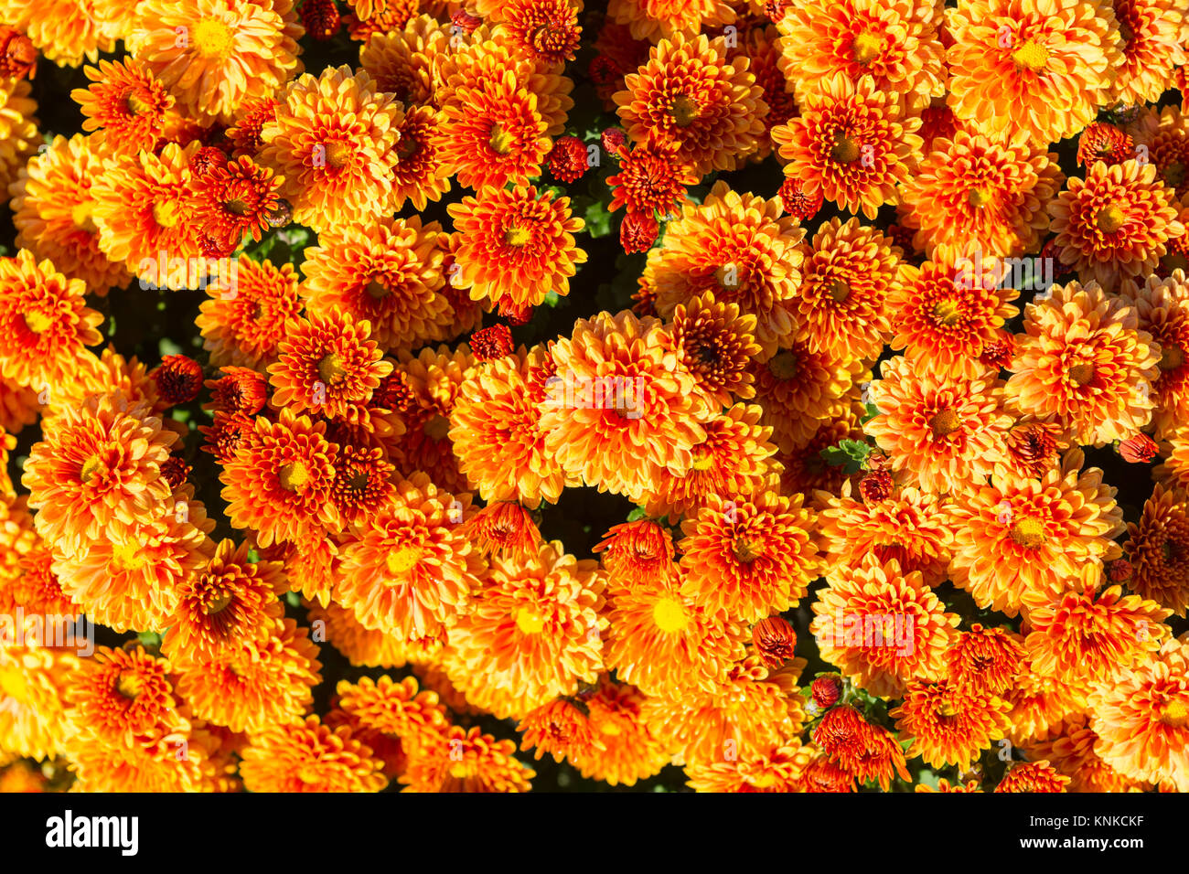 Belle chrysanthème orange comme arrière-plan photo dans un parc Banque D'Images