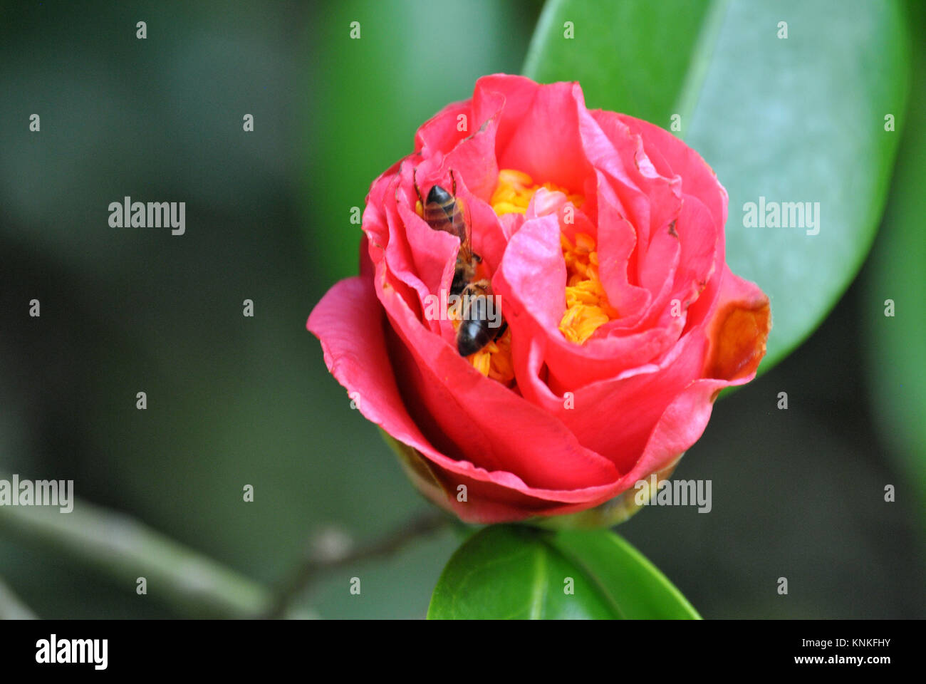 Camellia rose capturés dans le milieu de la processus de floraison avec un couple des bourdons à la recherche de nectar à l'intérieur de la fleur. Banque D'Images