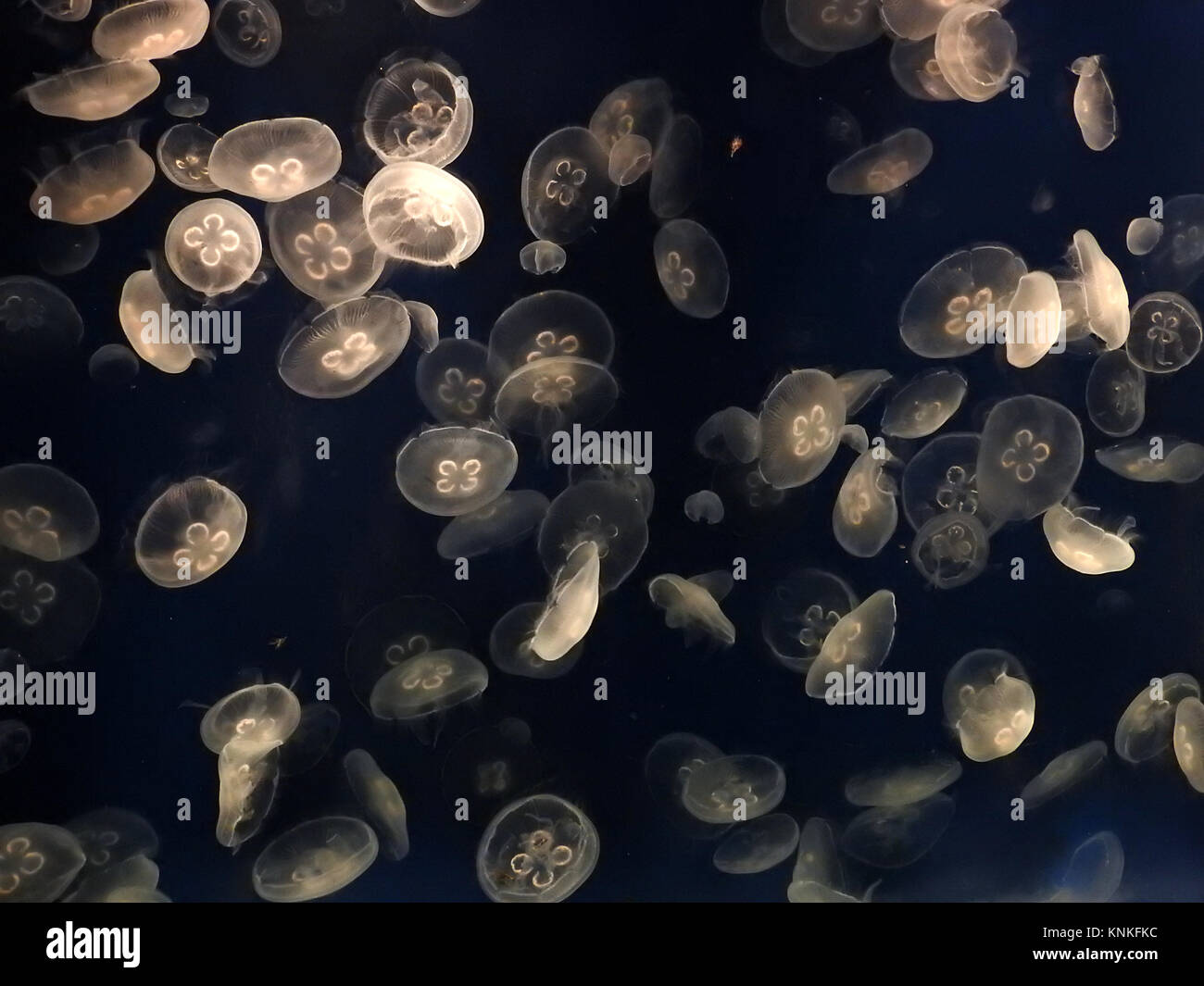 Essaim de méduses blanc flottant autour de l'aquarium du Tennessee à Chattanooga, TN Banque D'Images