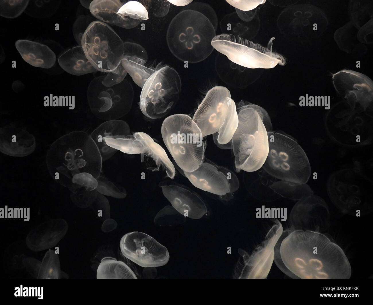 Essaim de méduses blanc flottant autour de l'aquarium du Tennessee à Chattanooga, TN Banque D'Images