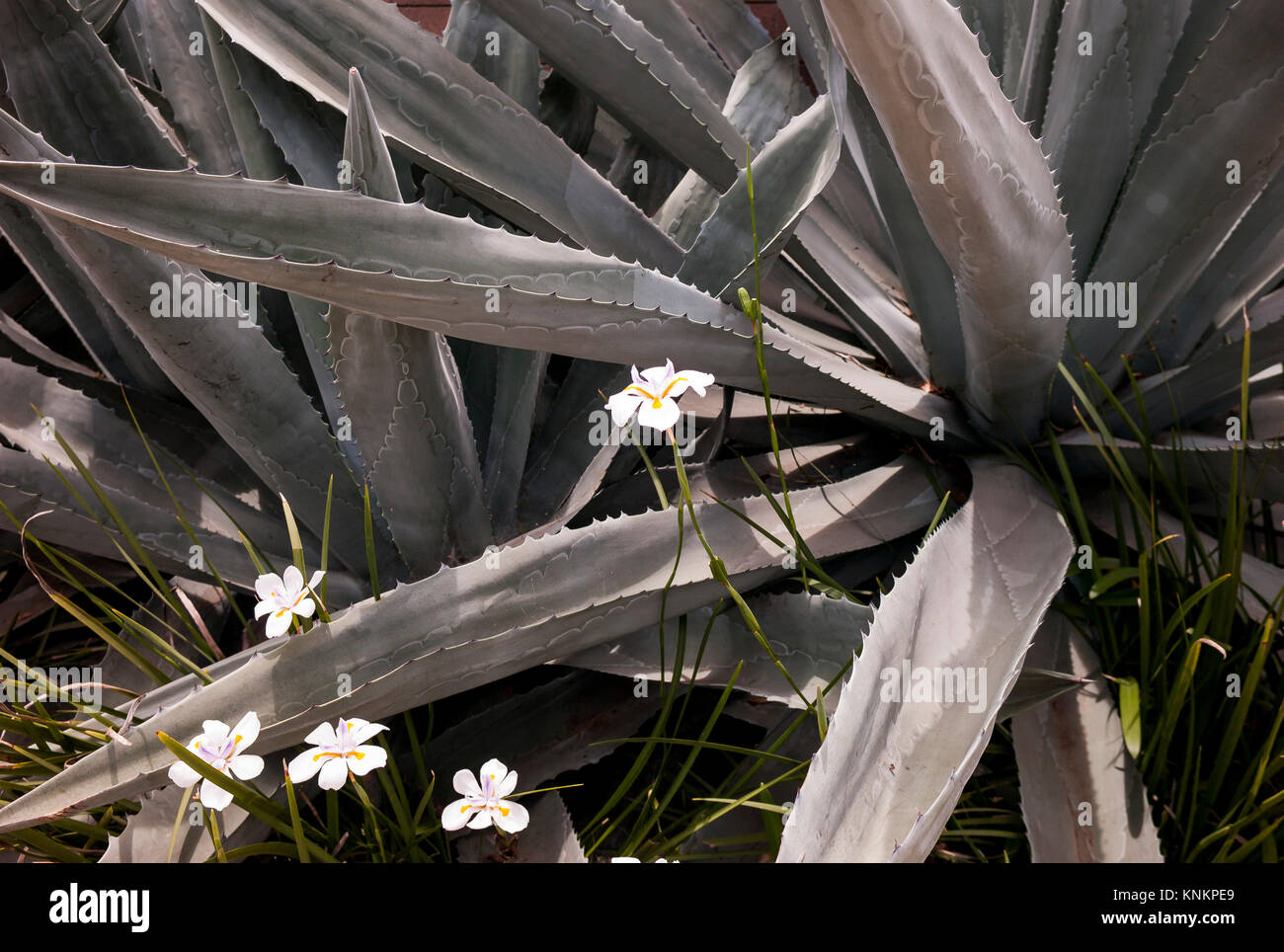 Détail de grande usine d'aloès et de fleurs sauvages qui grandissent la création d'une scène paisible. Banque D'Images