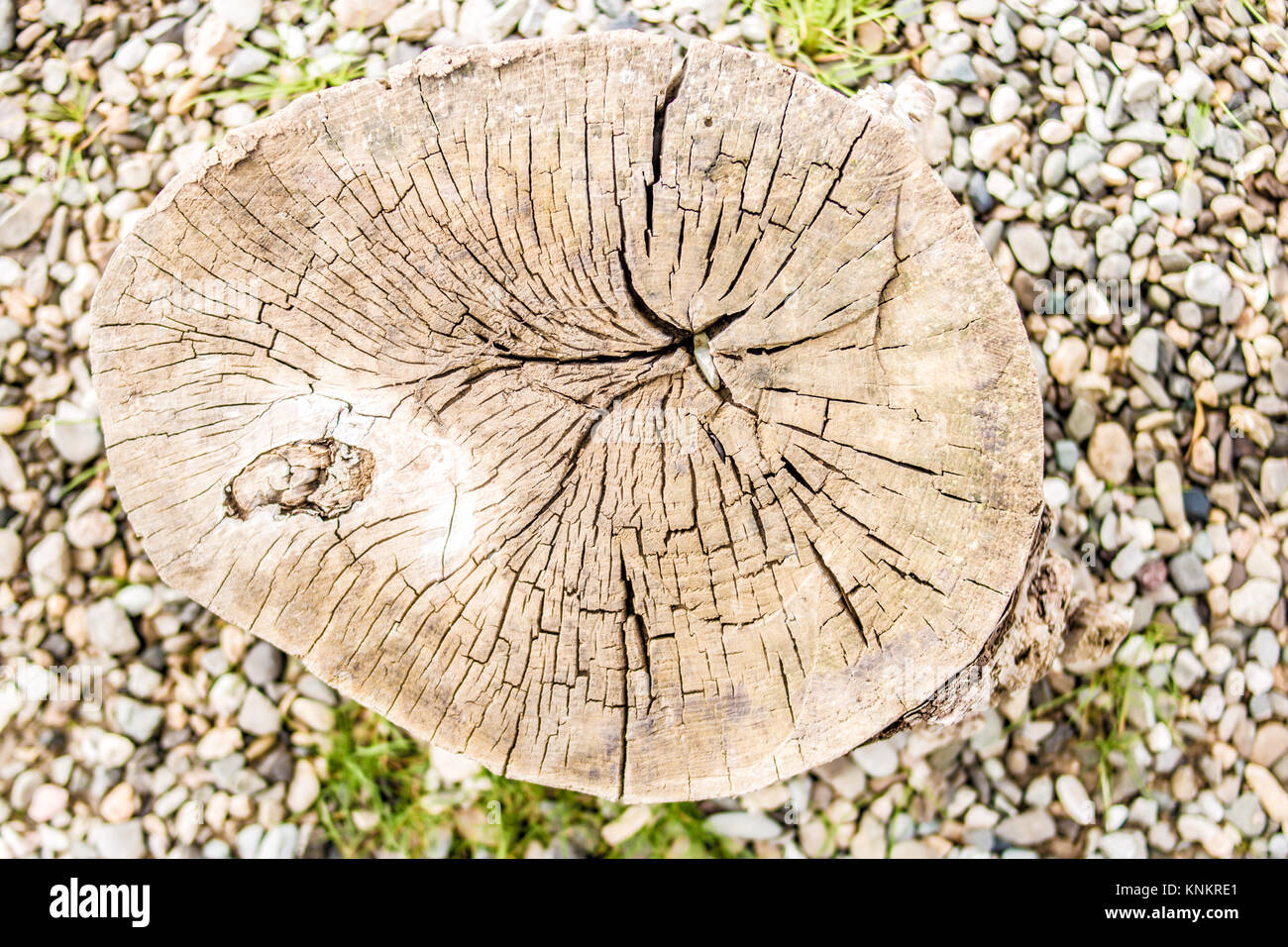 Section transversale du tronc de l'arbre montrant les anneaux de croissance des cailloux. Banque D'Images