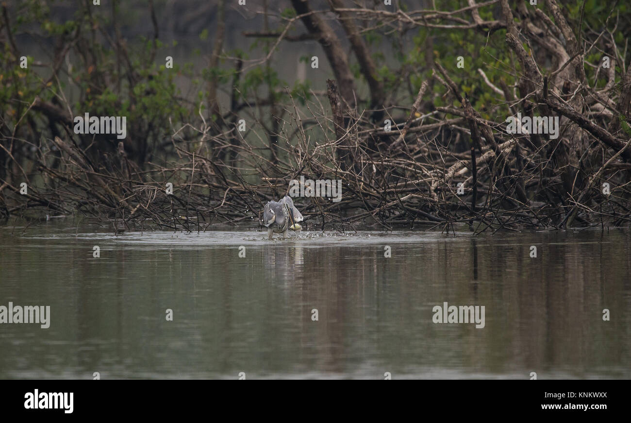 Héron cendré oiseau capture d'un poisson d'une rivière Banque D'Images