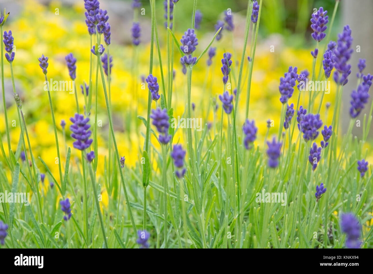 La Lavande, jaune et vert. Jardin vert en juillet, la Suède. Banque D'Images